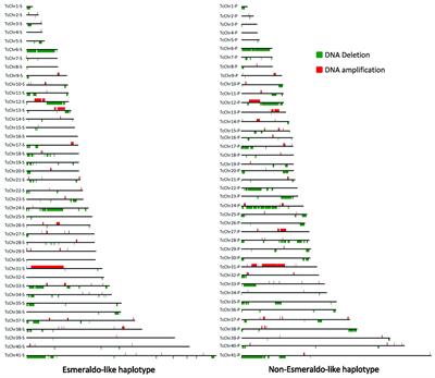 Trypanosoma cruzi Genomic Variability: Array Comparative Genomic Hybridization Analysis of Clone and Parental Strain